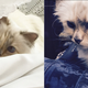 Illustration for article titled Karl Lagerfeld Says His Damn Cat Made €3 Million Last Year